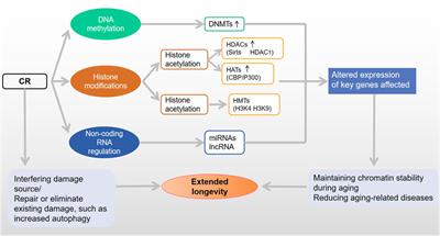 Caloric restriction induced epigenetic effects on aging